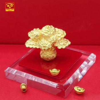 Cây kim tiền vàng ta