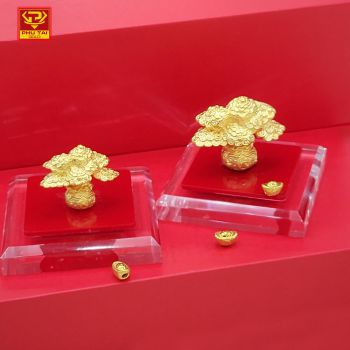 Cây kim tiền vàng ta